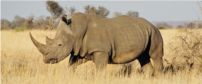 Bull Rhino - Central Kruger